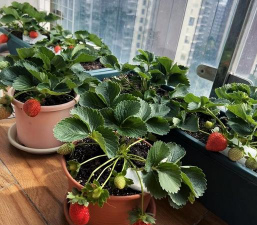 种草莓养花