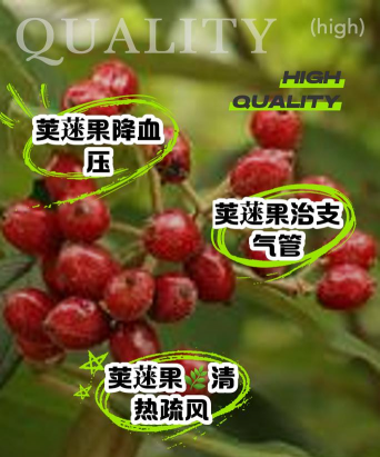 荚蒾果实如何调制