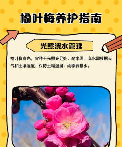 榆叶梅如何养殖