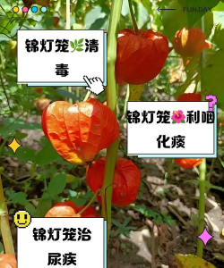 锦灯笼花怎么吃