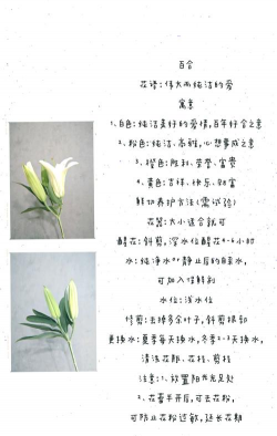 香水百合怎么加