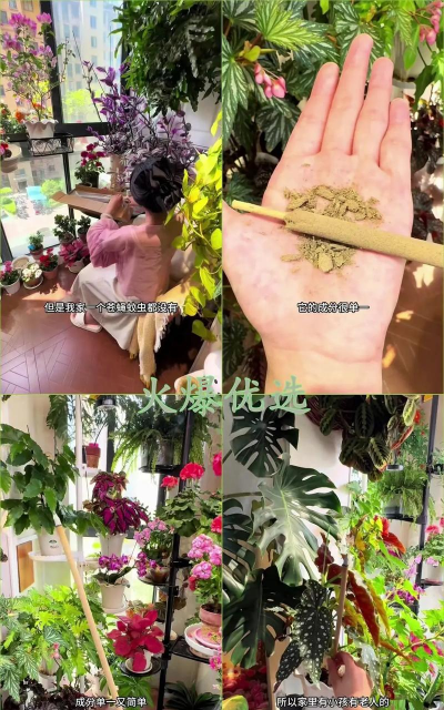 家庭养花用生根粉