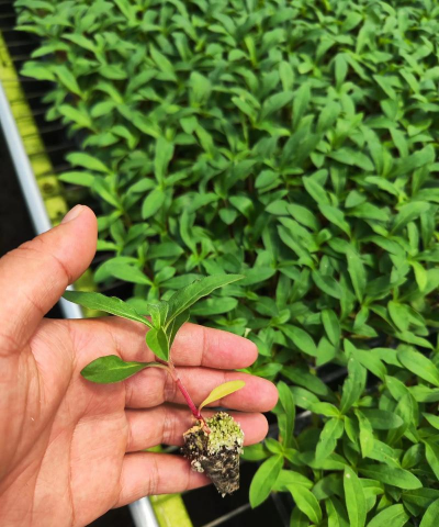 家庭养花用生根粉