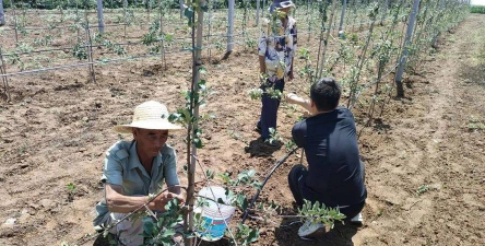 家庭养花用生根粉