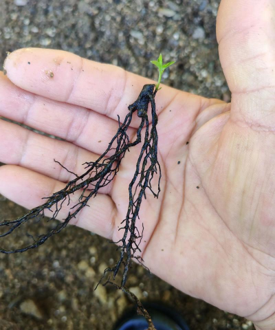 家庭养花用生根粉