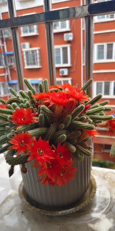 仙人指花朵为什么掉落