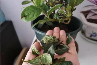 家庭养花用生根粉