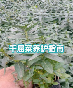 千屈菜如何养殖