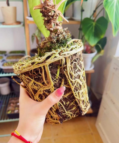 家庭养花用生根粉