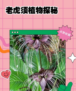 如何种植老虎须