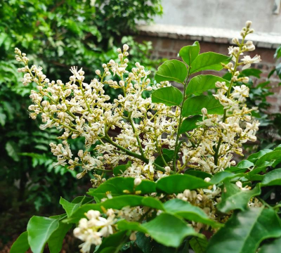 黄皮果的花叫什么