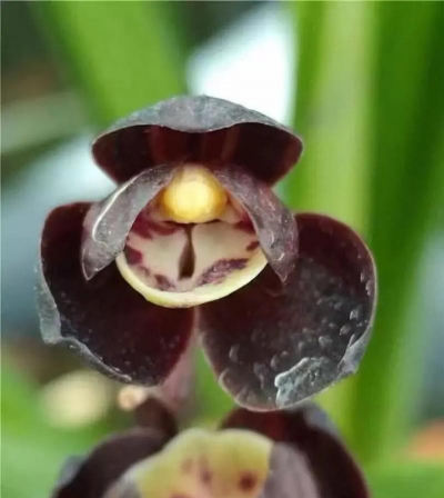 花卉黑珍珠如何养殖