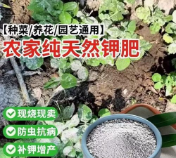 玫瑰花怎么养才不会枯萎，掌握浇水施肥技巧，轻松延长花期