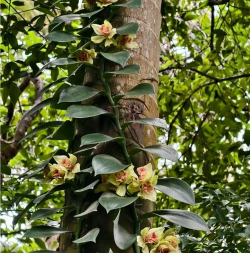 玫瑰花怎么养才不会枯萎，掌握浇水施肥技巧，轻松延长花期