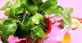 家庭养花用生根粉