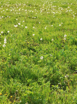 在草地上生长什么