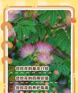 合欢花如何栽种