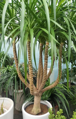 海南龙血树像什么地方