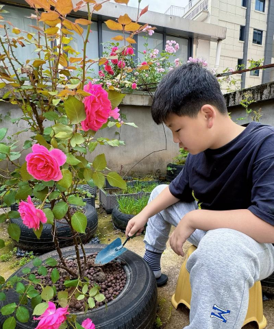 家庭养花用生根粉