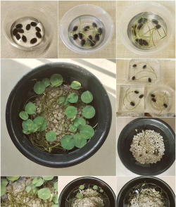 家庭养花用生根粉