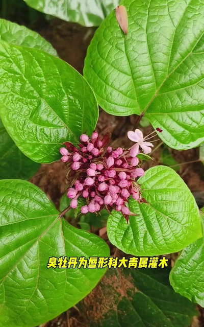 臭牡丹什么时候播种