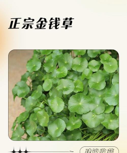 金钱草什么颜色的