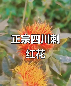 红刺花叫什么名字