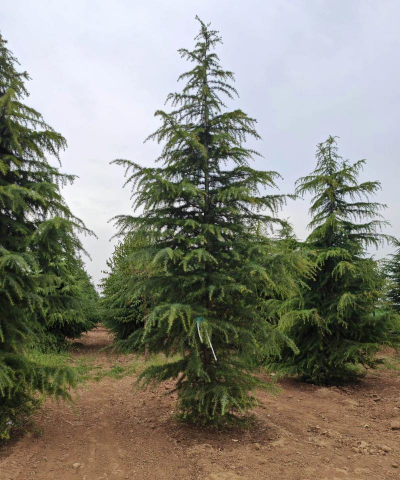 种植雪松雪松前途如何