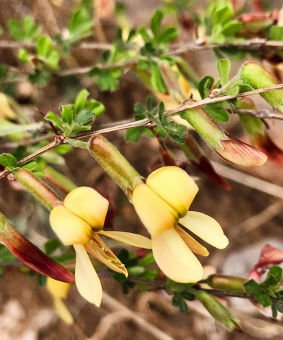 为什么叫红花锦鸡儿