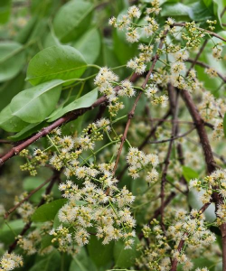 海南蒲桃什么时候开花