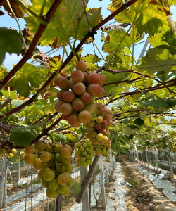 葡萄什么种植比较好