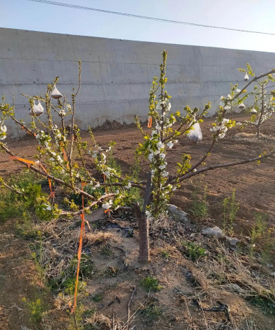 绿化景观设计，提升环境品质，创造宜人空间