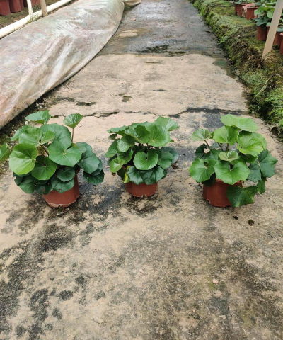 绿化景观设计，提升环境品质，创造宜人空间