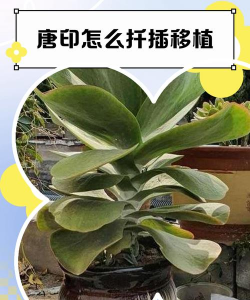 绿化景观设计，提升环境品质，创造宜人空间