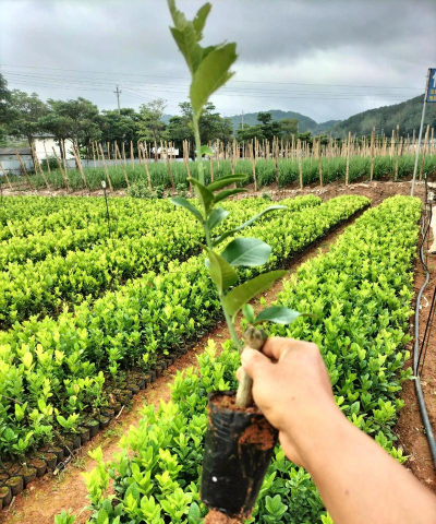 玫瑰花怎么养才不会枯萎，掌握浇水施肥技巧，轻松延长花期