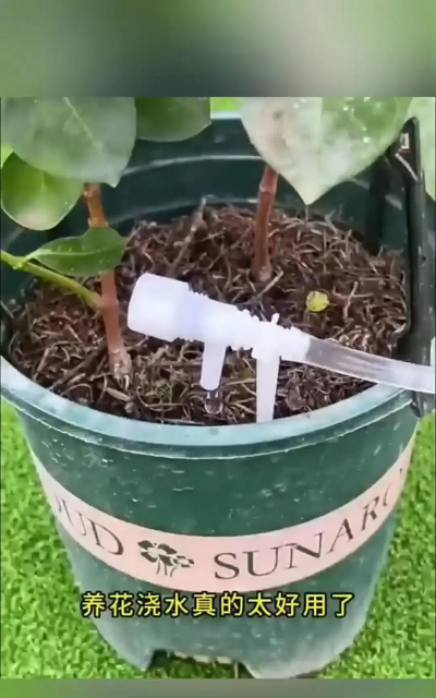 玫瑰花怎么养才不会枯萎，掌握浇水施肥技巧，轻松延长花期