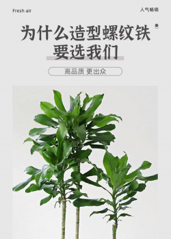 玫瑰花怎么养才不会枯萎，掌握浇水施肥技巧，轻松延长花期