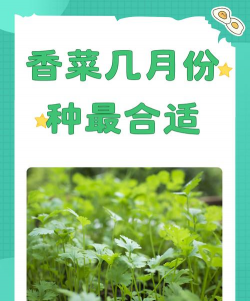 玫瑰花怎么养才不会枯萎，掌握浇水施肥技巧，轻松延长花期