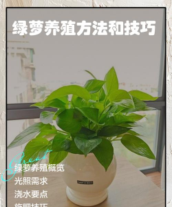 玫瑰花怎么养才不会枯萎，掌握浇水施肥技巧，轻松延长花期