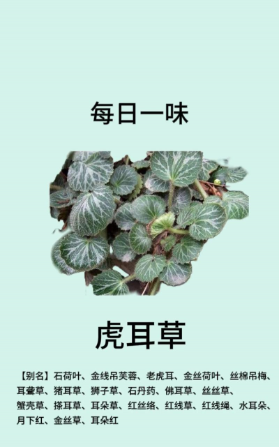 虎耳草有什么意义