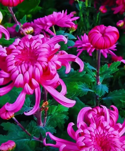 家庭养花用生根粉