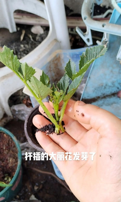 家庭养花用生根粉