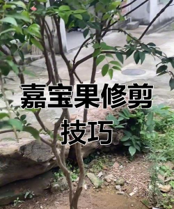 嘉宝果如何修枝
