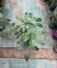 大叶伞怎么不长叶子