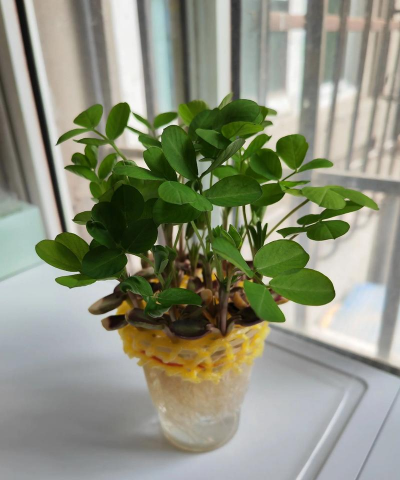 家庭养花用生根粉