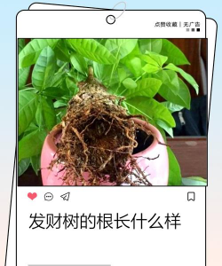 发财树怎么长出根