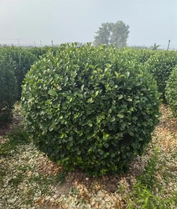 卫矛球什么时候修剪