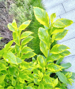 金叶假连翘是什么科