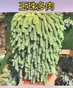 玉珠植物什么样