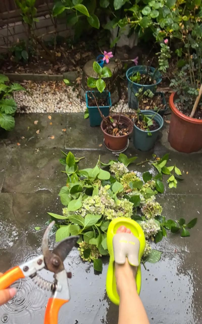 家庭养花用生根粉